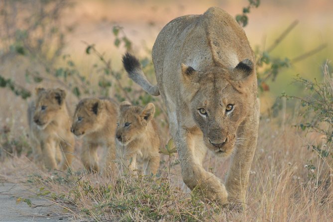 1 Day Photographic Wildlife Safari from Hazyview to Kruger Park - Why this safari is different from a standard game drive