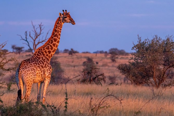 1 Day Photographic Wildlife Safari from Hazyview to Kruger Park - How the photographic guiding works