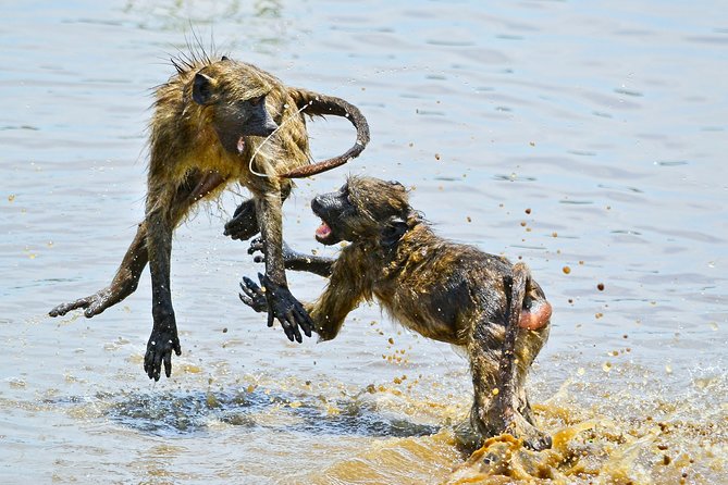 1 Day Photographic Wildlife Safari from Hazyview to Kruger Park - What the day in Kruger looks like