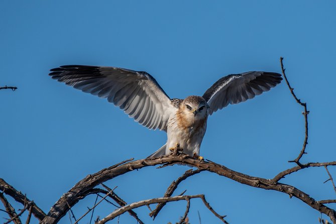 1 Day Photographic Wildlife Safari from Hazyview to Kruger Park - Price, park fees, and the real value