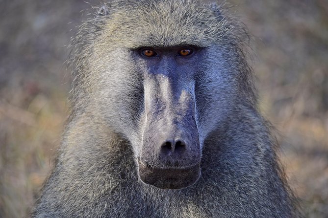 1 Day Photographic Wildlife Safari from Hazyview to Kruger Park - Who will get the most from this experience
