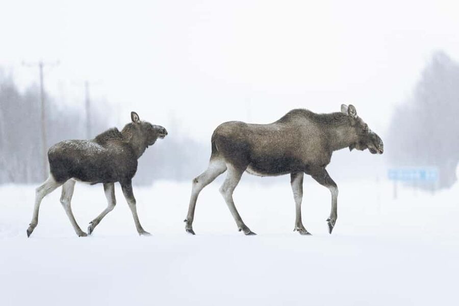 Abisko: Photo Hike with Professional Photographer - Following the viewpoint route