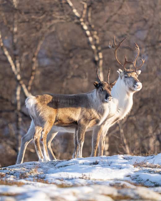Abisko: Photo Hike with Professional Photographer - What the $127 price includes