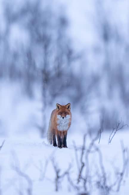 Abisko: Photo Hike with Professional Photographer - Booking details that matter