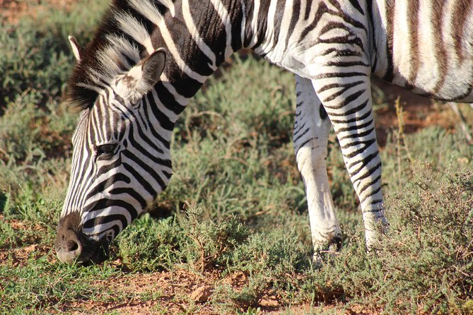 Addo Elephant Park multi-day Photo Safari - Two nights near Addo and a South African braai