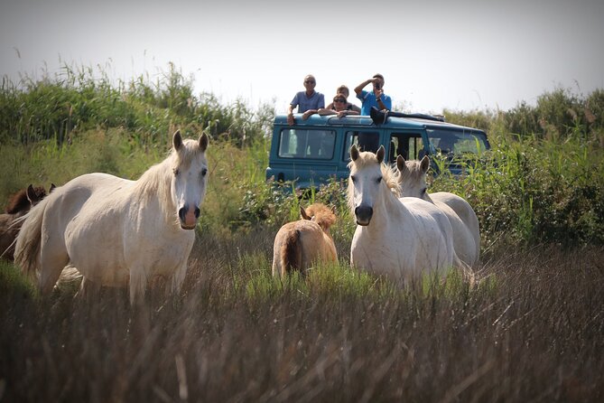 Aigues Mortes: 4x4 photo safari in the Camargue - Key points to know before booking