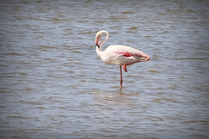 Aigues Mortes: 4x4 photo safari in the Camargue - A 4x4 ride through ranch country