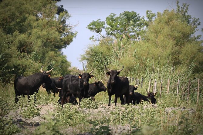 Aigues Mortes: 4x4 photo safari in the Camargue - Flamingos and birdwatching from the 4x4