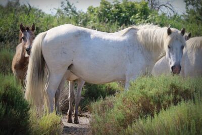 Aigues Mortes: 4×4 photo safari in the Camargue
