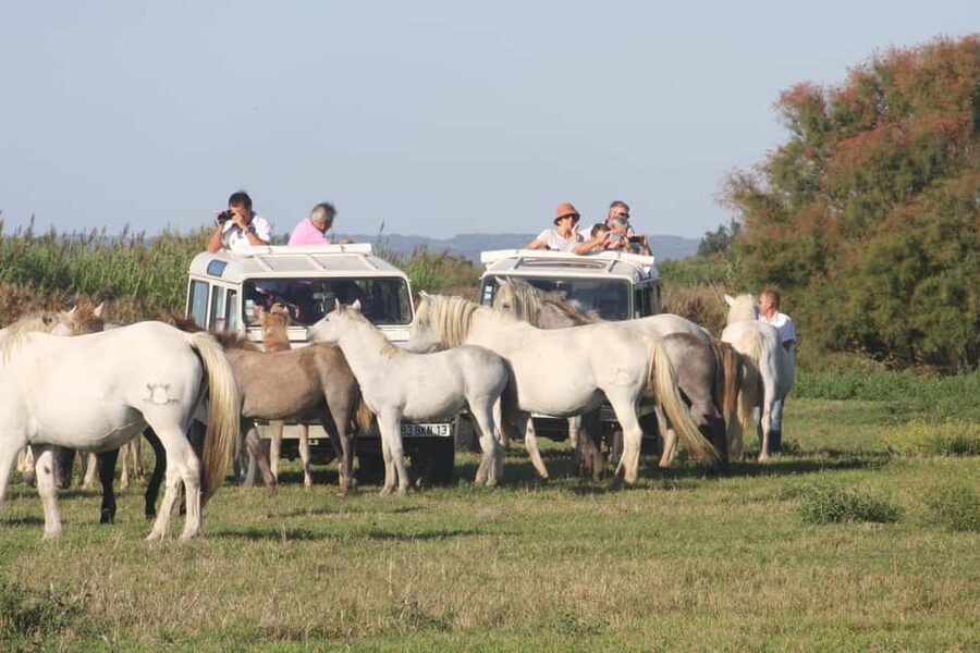 Aigues Mortes: Jeep Photo Safari in Camargue - Horses and bulls in open country