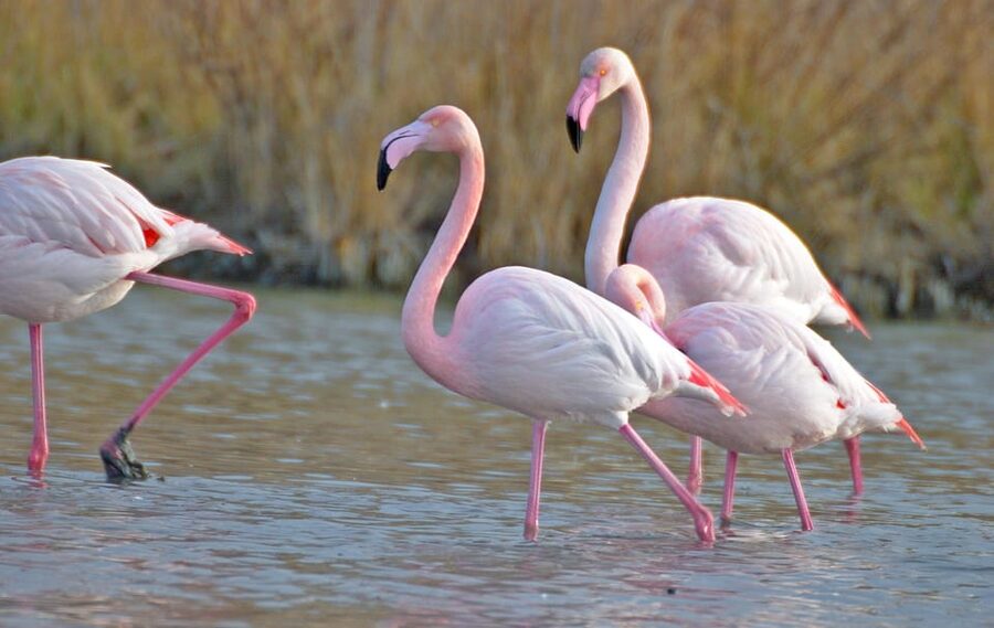 Aigues Mortes: Jeep Photo Safari in Camargue - Photo stops, views, and the best way to prepare