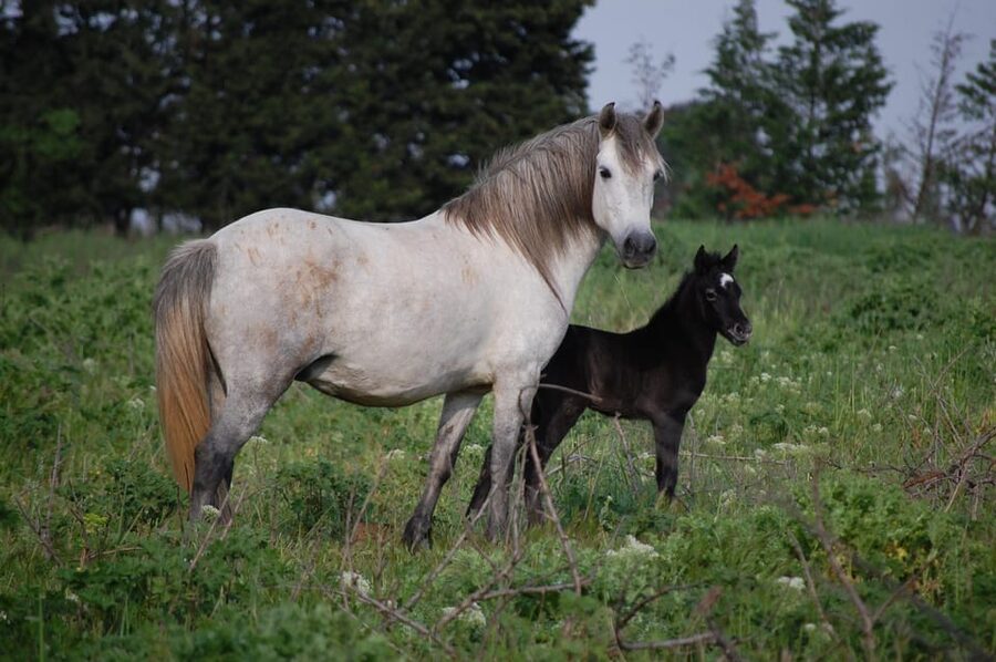 Aigues Mortes: Jeep Photo Safari in Camargue - Who will enjoy this safari most?