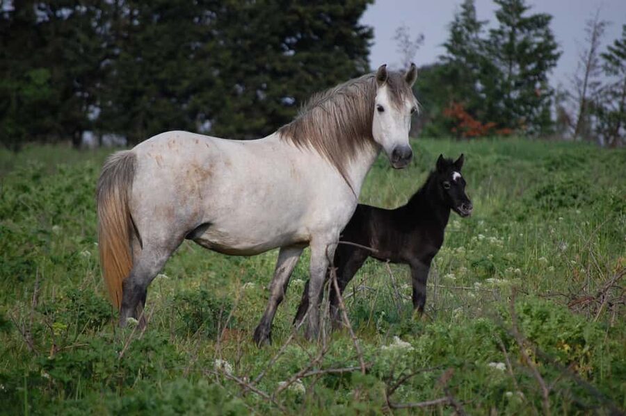 Aigues Mortes: Jeep Photo Safari in Camargue - Booking flexibility and meeting details
