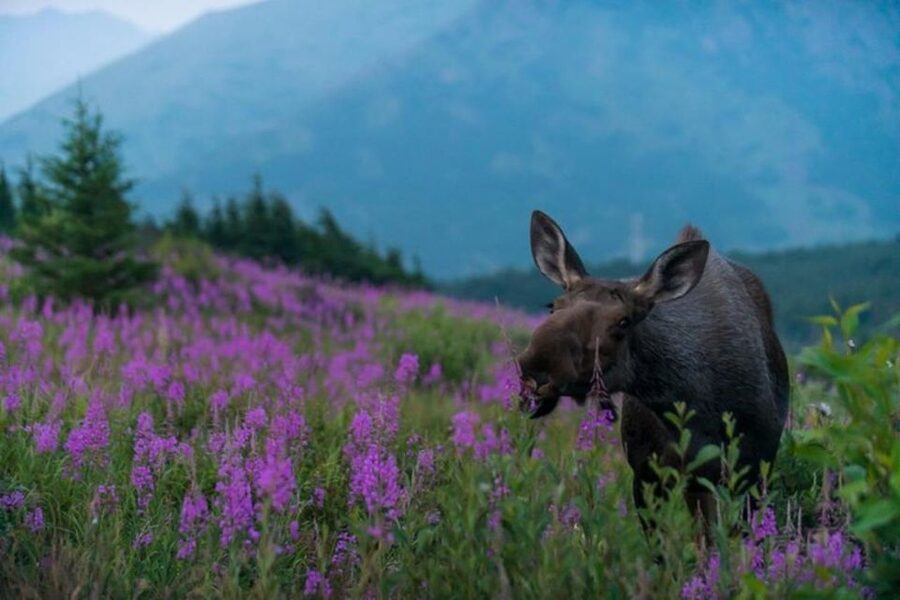 Anchorage: Sunset Photo Safari - Following the route from Anchorage to Cook Inlet