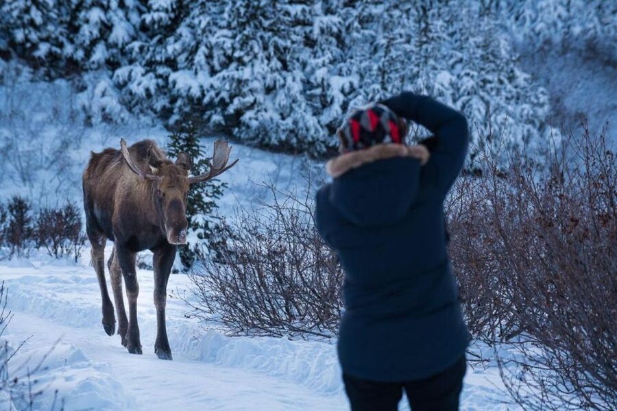 Anchorage: Winter Wonderland Photo Tour - Turnagain Arm and the Cook Inlet coast