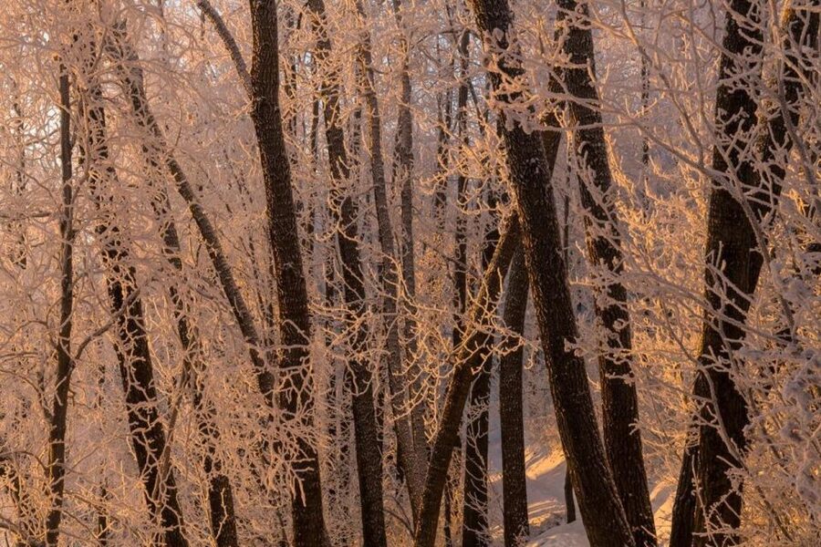 Anchorage: Winter Wonderland Photo Tour - Why the photo instruction matters