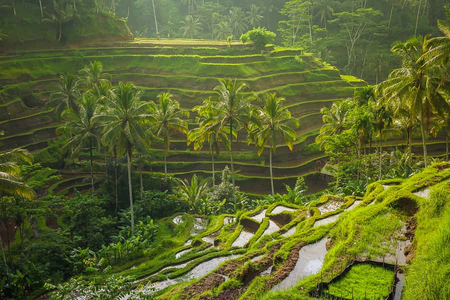 Bali: Full-Day Instagram Highlights Tour - Who will enjoy this tour most