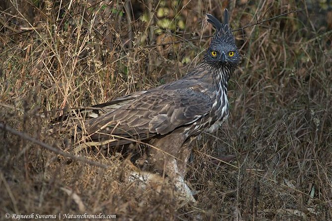 Birding & Bird Photography tour in Bangalore - Key points for your Bangalore birding day