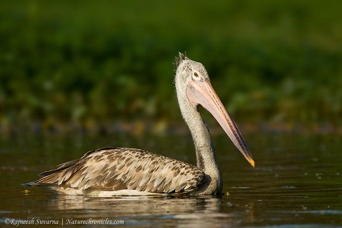 Birding & Bird Photography tour in Bangalore - Hessarghatta and the value of changing plans