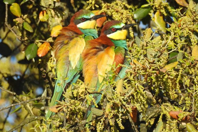 Birding & Photography Day Trip to Doñana from Seville - Why Doñana makes a strong day trip from Seville