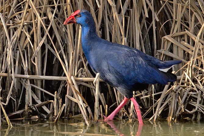 Birding & Photography Day Trip to Doñana from Seville - A guide-led day with real field skills