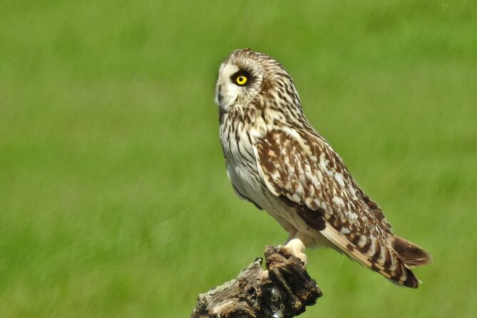 Birding & Photography Day Trip to Doñana from Seville - Why the small group matters for bird photography