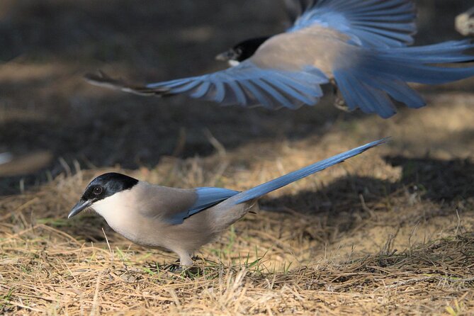 Birding & Photography Day Trip to Doñana from Seville - Who should book this Doñana outing