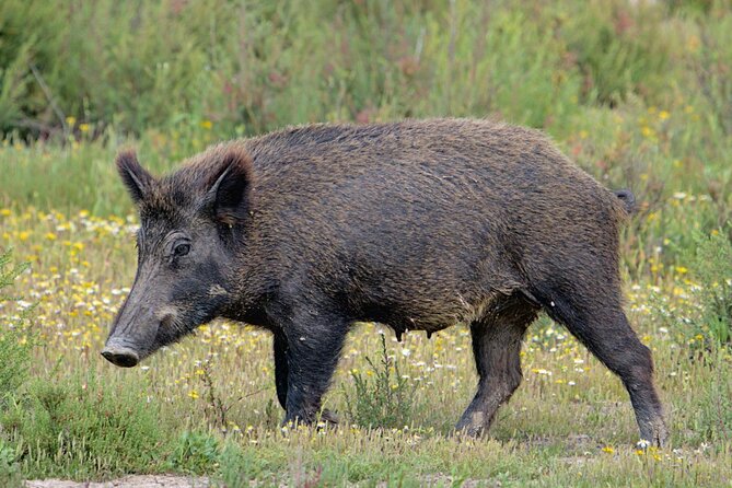 Birding & Photography Day Trip to Doñana from Seville - Practical details before you reserve