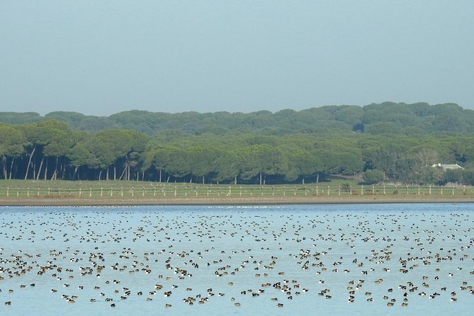 Birding & Photography Day Trip to Doñana from Seville - A nine-hour day, with about eight hours in Doñana