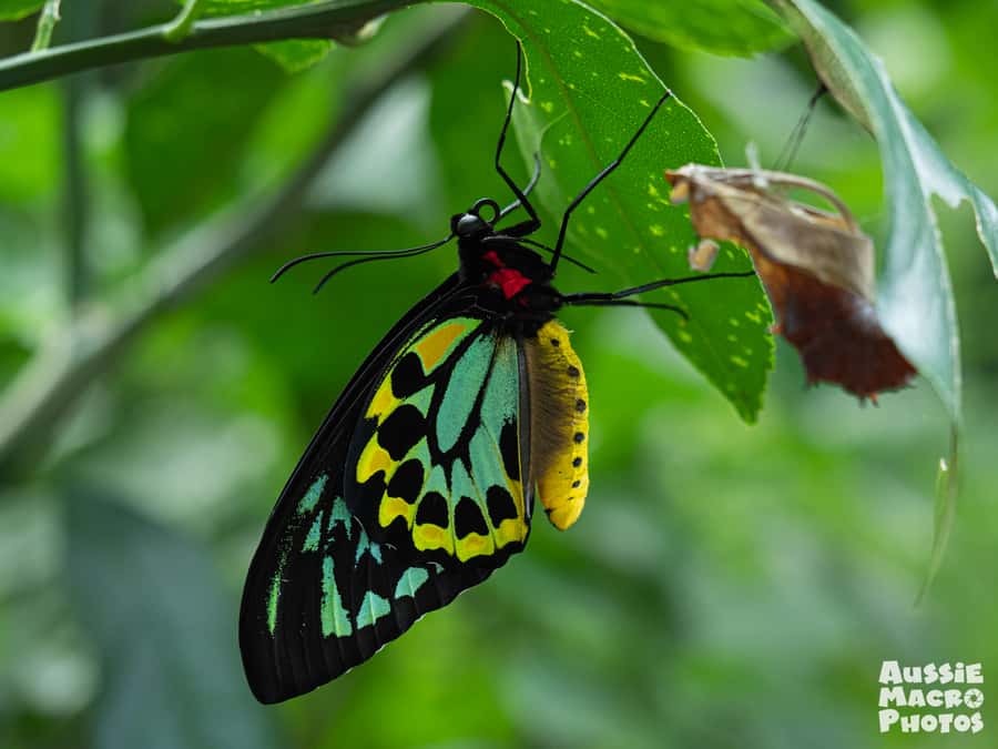 Cairns: Insect Photography Tour of Cairns Botanic Gardens - Why Cairns insects deserve two hours of your time