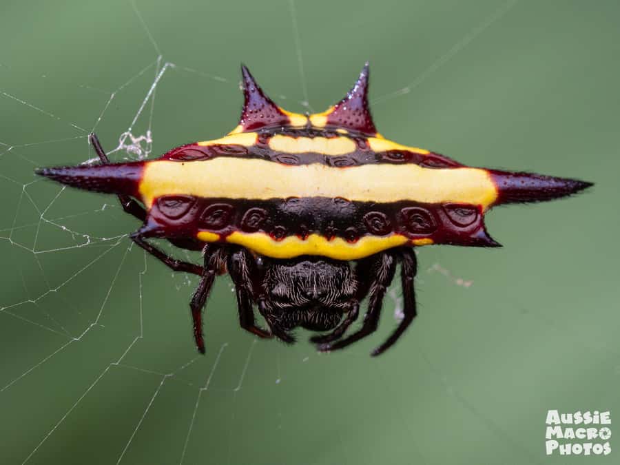 Cairns: Insect Photography Tour of Cairns Botanic Gardens - What the high ratings point to