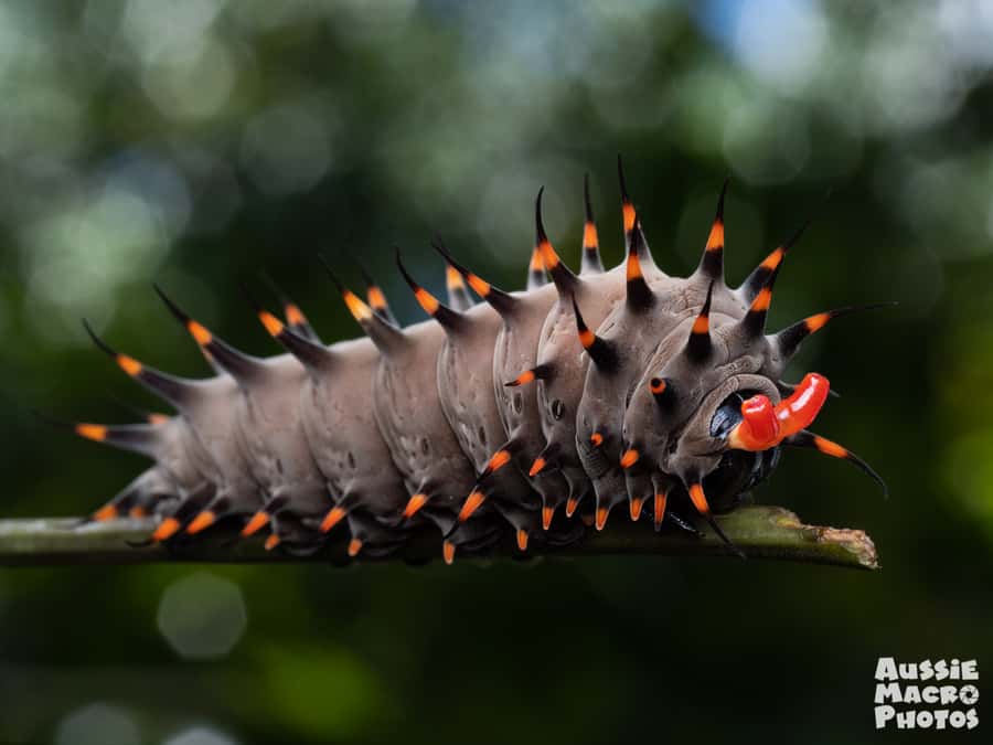 Cairns: Insect Photography Tour of Cairns Botanic Gardens - Following a seasonal route through the gardens