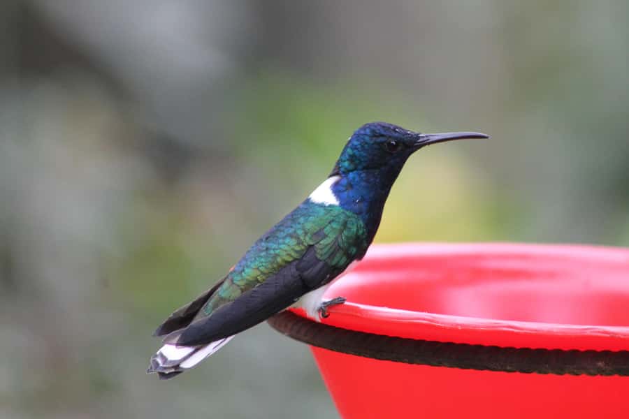 Cali: Hummingbird Watching & Photography Tour - Key points to know before booking