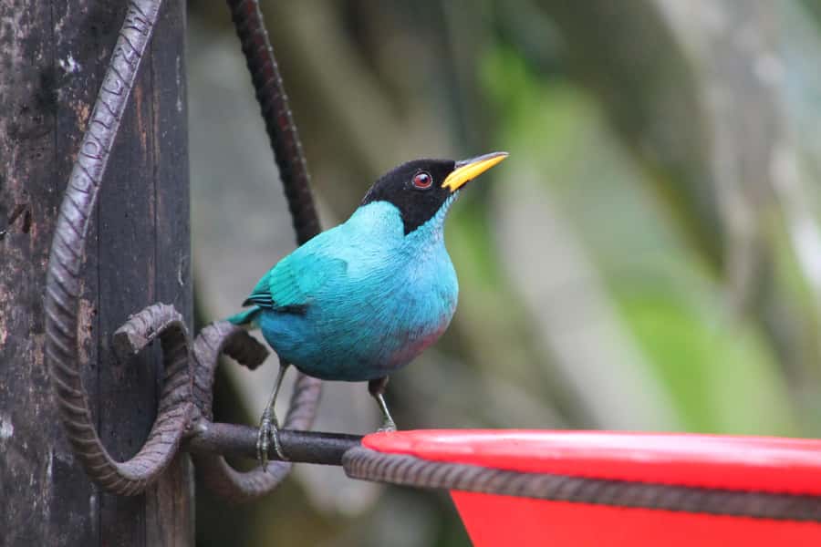 Cali: Hummingbird Watching & Photography Tour - Should you book this hummingbird tour?