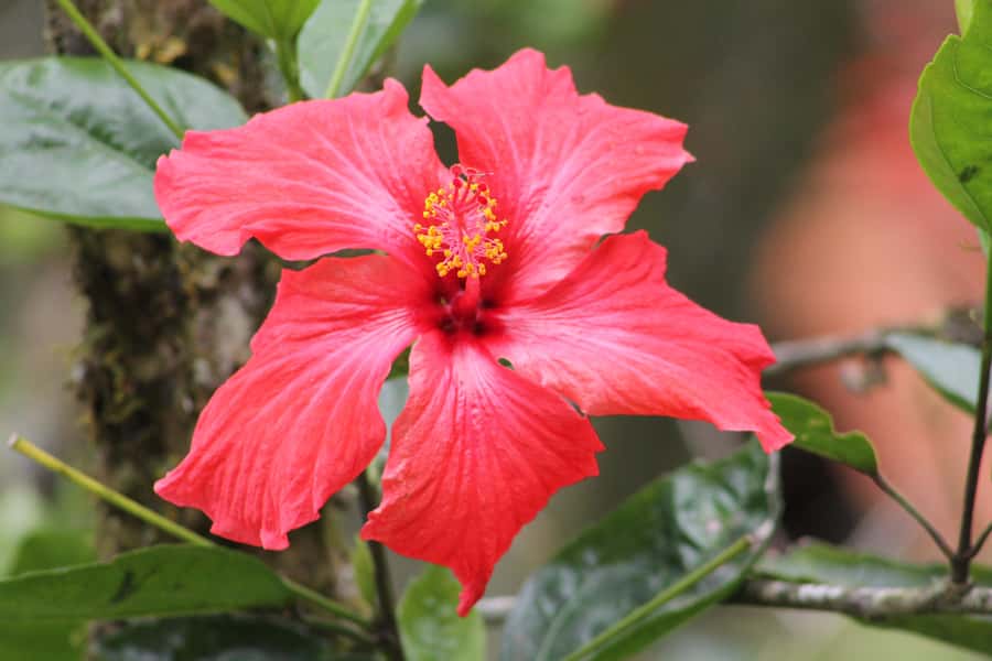 Cali: Hummingbird Watching & Photography Tour - Why the hummingbirds are the main event