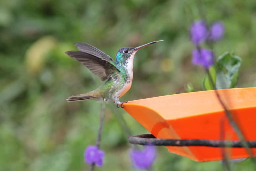 Cali: Hummingbird Watching & Photography Tour - Arriving at Finca Alejandría