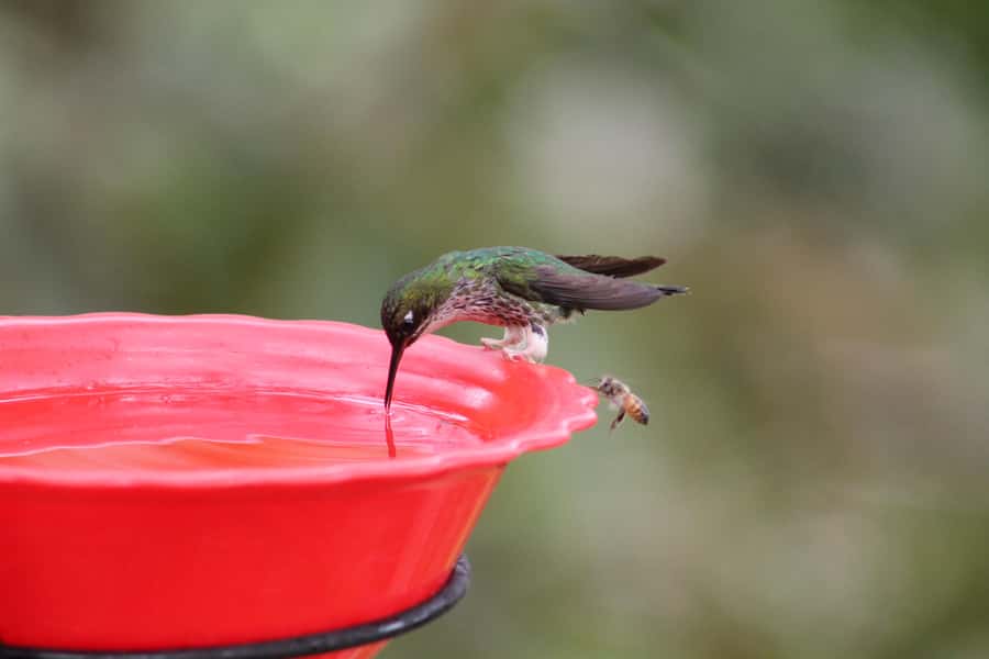 Cali: Hummingbird Watching & Photography Tour - A closer look at the two-hour visit