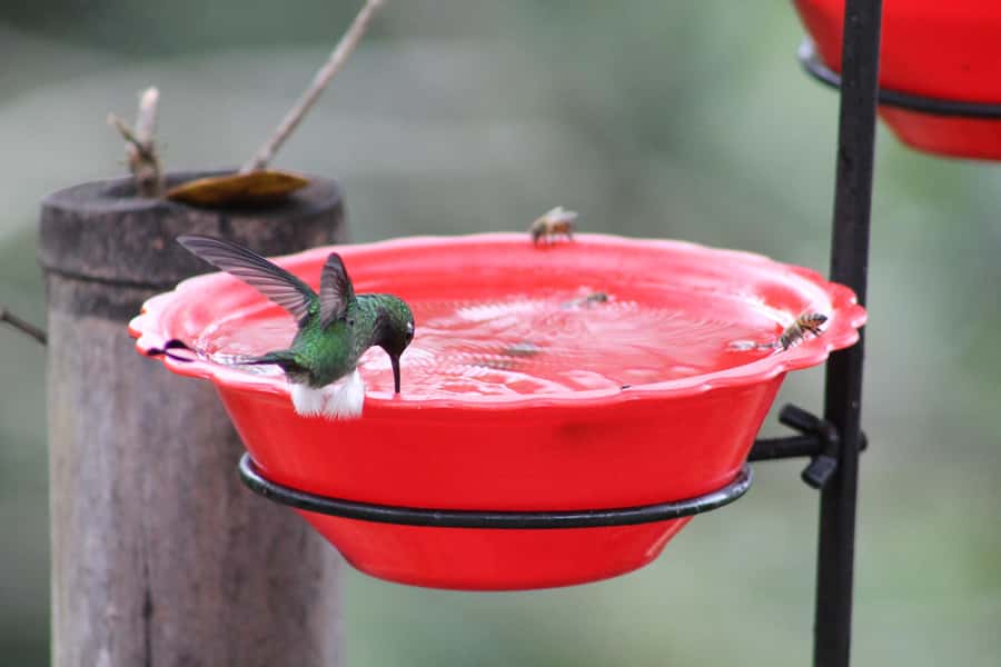 Cali: Hummingbird Watching & Photography Tour - Who will enjoy this outing most