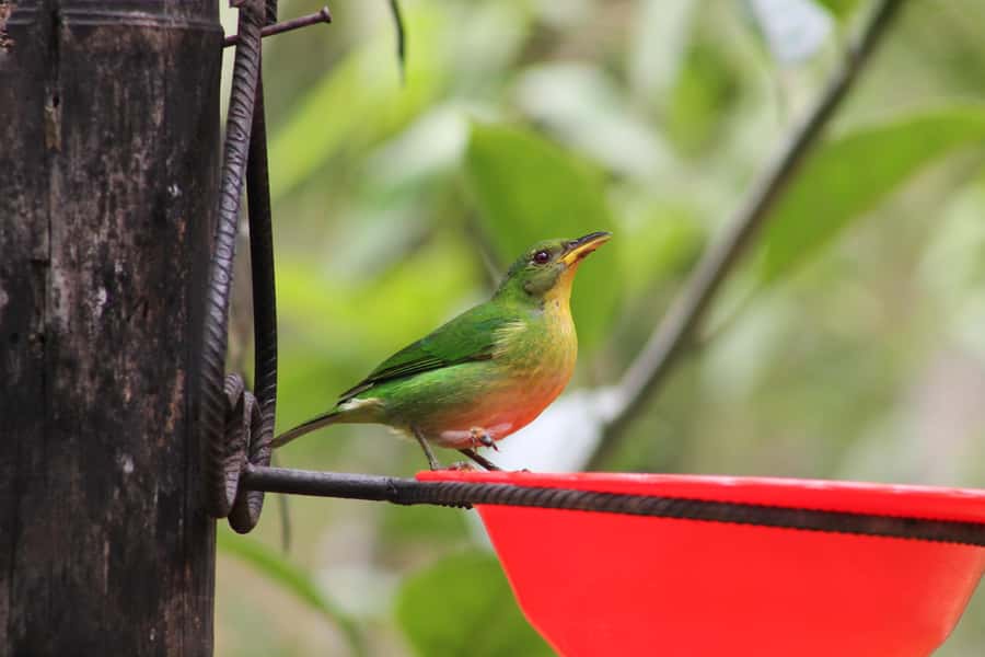 Cali: Hummingbird Watching & Photography Tour - Practical details that can make or break the day