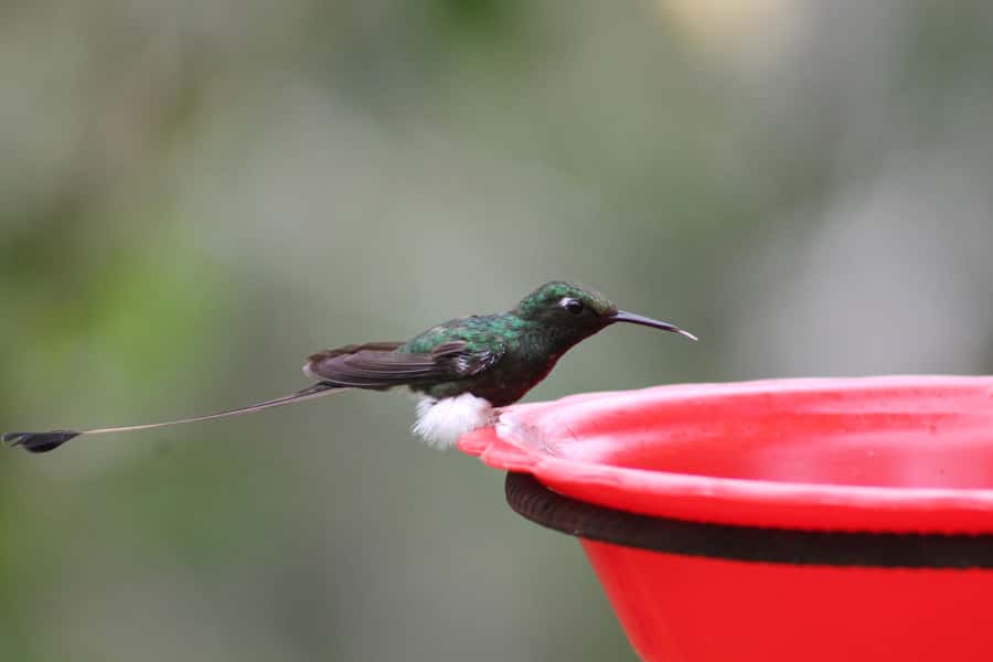 Cali: Hummingbird Watching & Photography Tour - The one-hour ride from Cali to the west mountains
