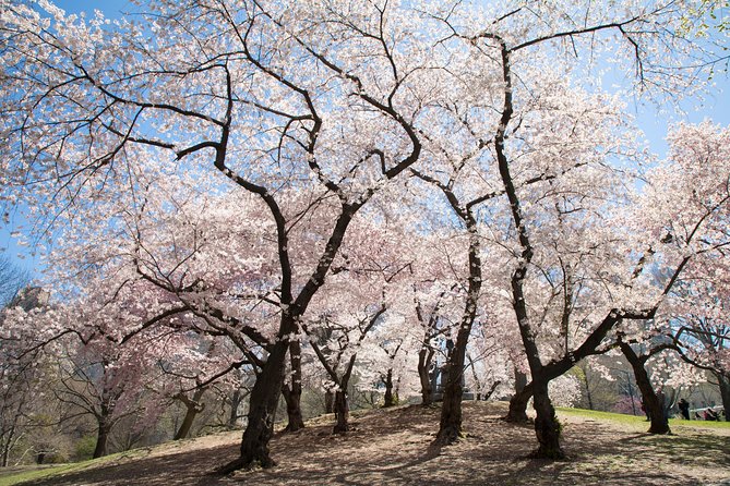 Central Park Photography Tour with Local Photographer - What the instruction is worth at $100