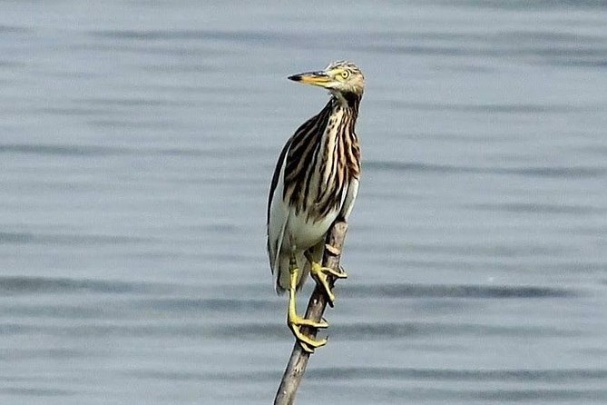 Chennai, Guided Birding And Birding Photo Trip With Spot Scope, 2 to 3 Hours - Sholinganallur Marshland and the changing birding site