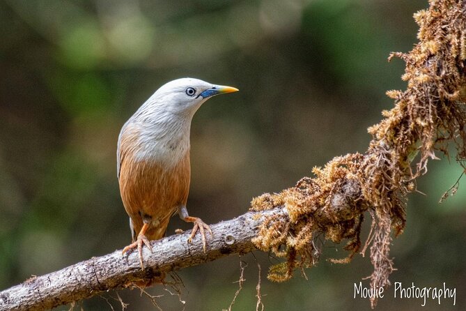Chennai, Guided Birding And Birding Photo Trip With Spot Scope, 2 to 3 Hours - What the spotting scope adds