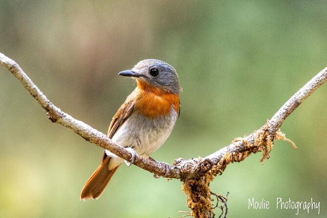 Chennai, Guided Birding And Birding Photo Trip With Spot Scope, 2 to 3 Hours - Learning birds by sound with Subramanian