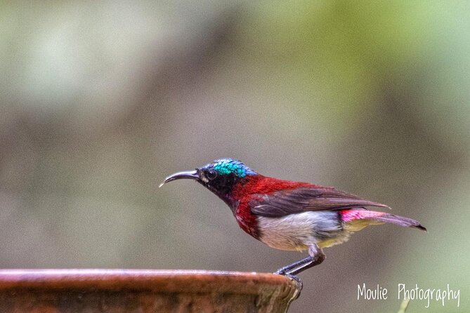 Chennai, Guided Birding And Birding Photo Trip With Spot Scope, 2 to 3 Hours - What the private format means for you