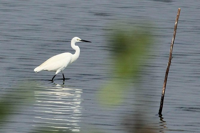 Chennai, Guided Birding And Birding Photo Trip With Spot Scope, 2 to 3 Hours - Is $68.09 a fair price?