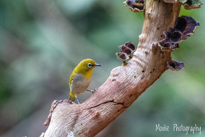 Chennai, Guided Birding And Birding Photo Trip With Spot Scope, 2 to 3 Hours - Who should book this experience