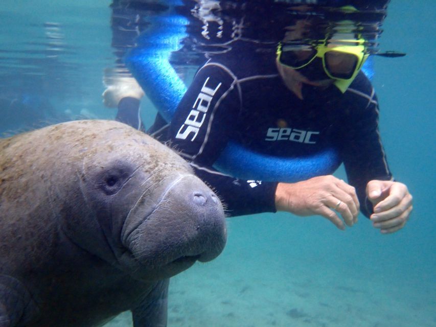 Crystal River: Manatee Snorkel Tour w/ In-Water Photographer - Why Crystal River is special for manatees