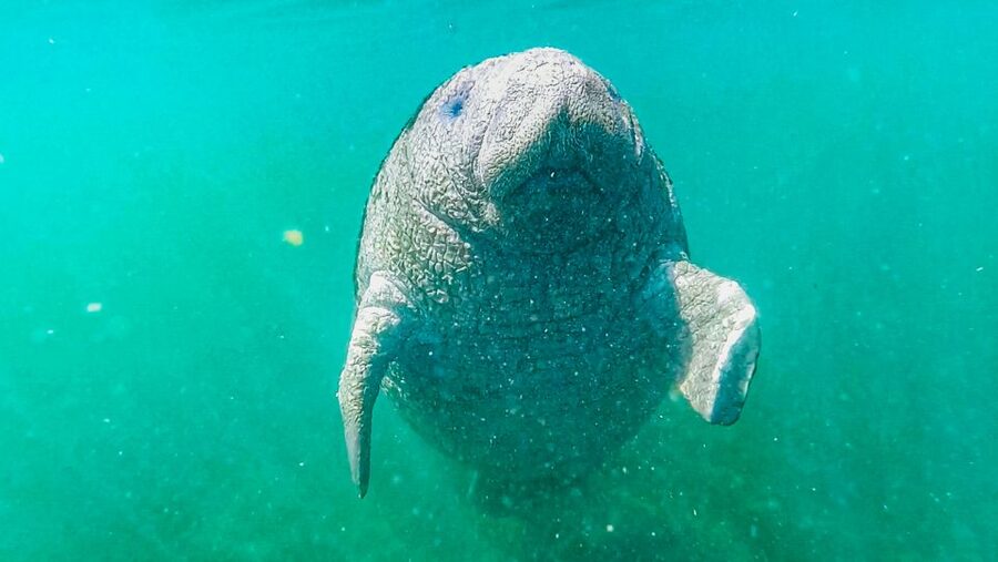 Crystal River: Manatee Snorkel Tour w/ In-Water Photographer - What the in-water photographer adds