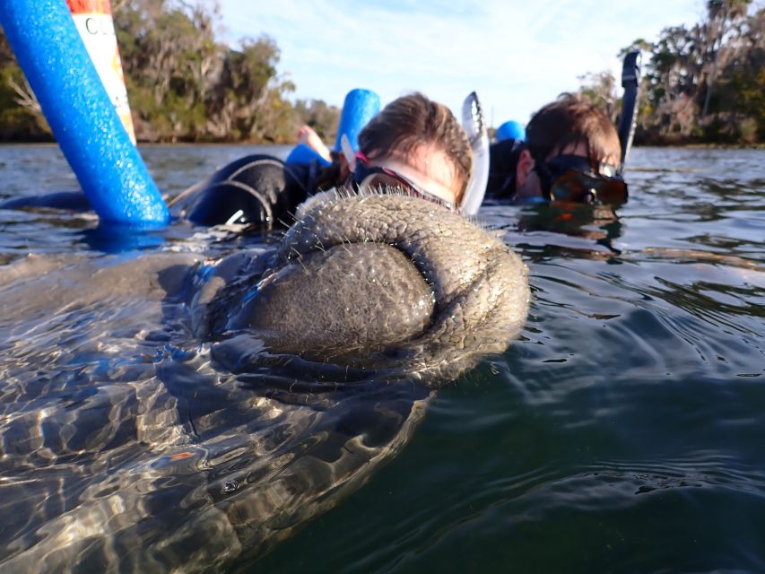 Crystal River: Manatee Snorkel Tour w/ In-Water Photographer - Is $87 a fair price?